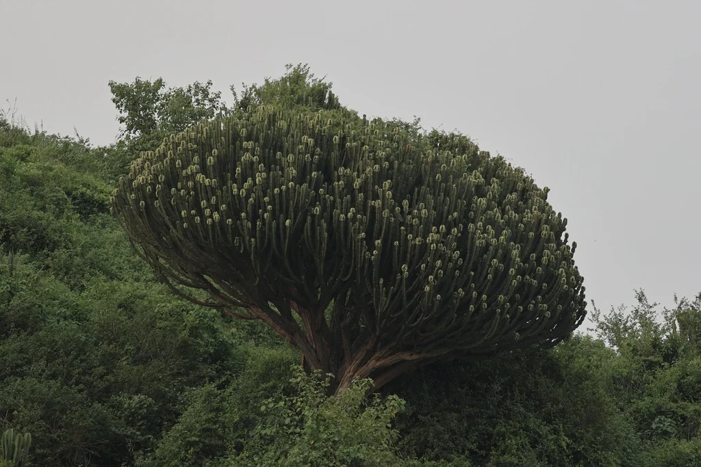 Euphorbia Ingens