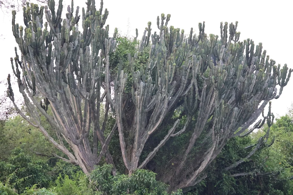 Euphorbia Ingens
