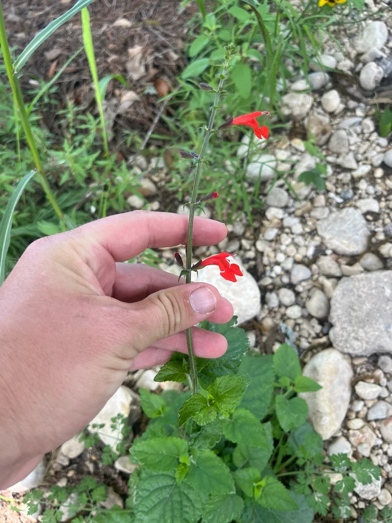 Salvia coccinea