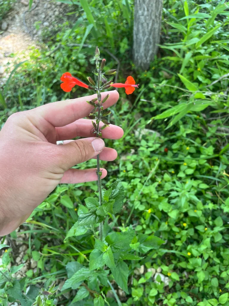 Salvia coccinea