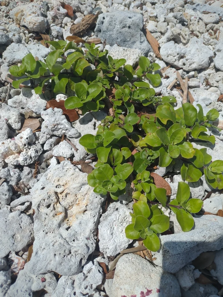 Vitex Rotundifolia