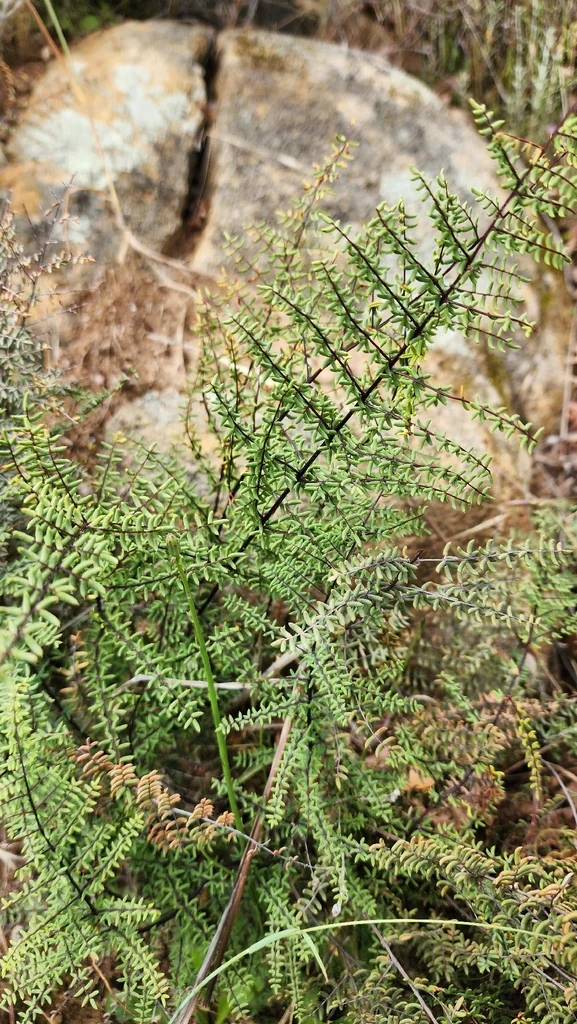 Pellaea Mucronata