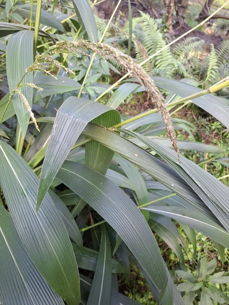 Setaria Palmifolia