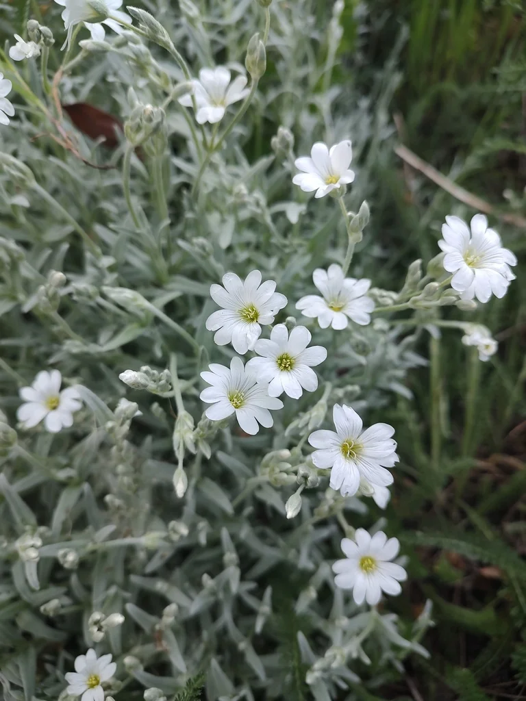 Cerastium tomentosum