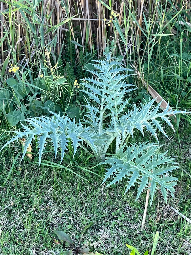 Cynara cardunculus