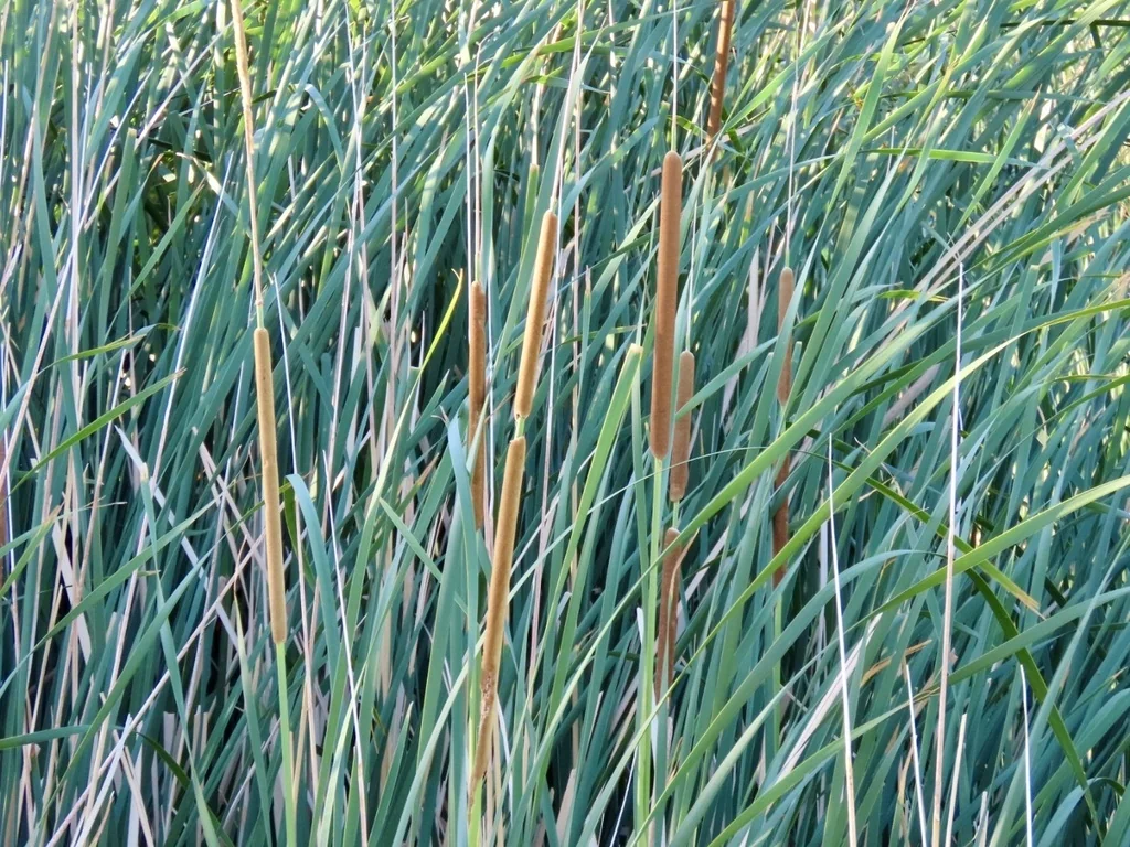 Typha Domingensis