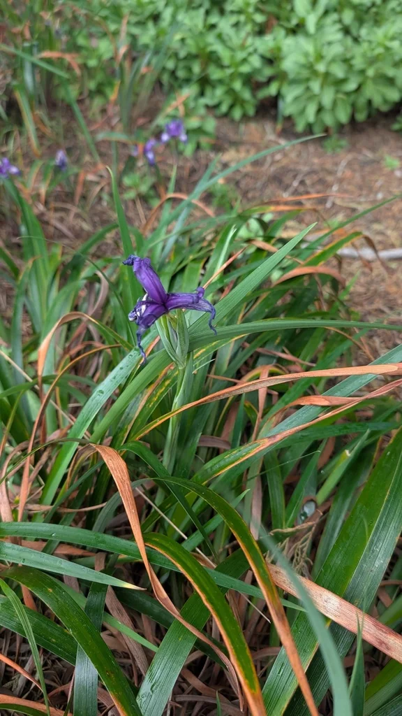 Iris Douglasiana