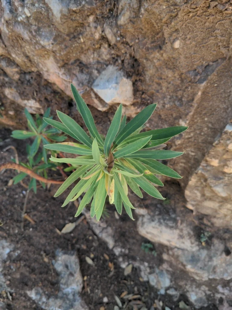 Euphorbia Characias