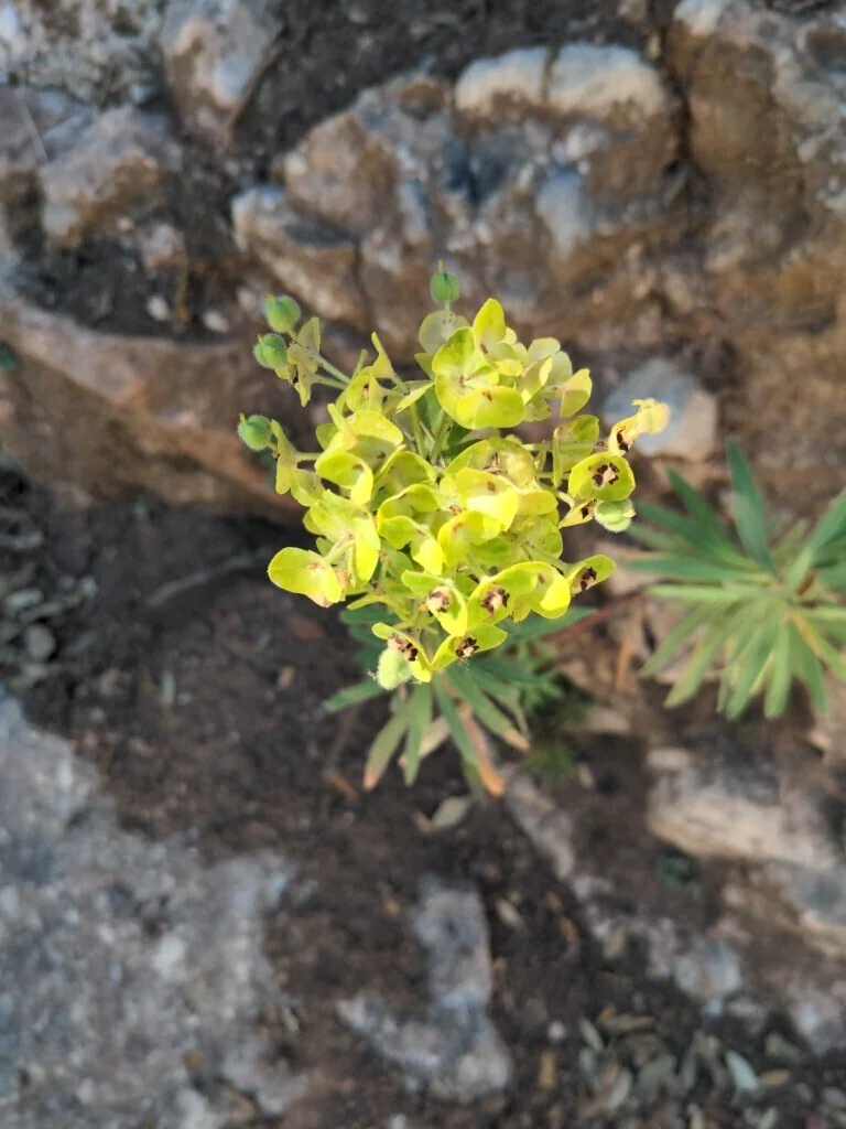 Euphorbia Characias