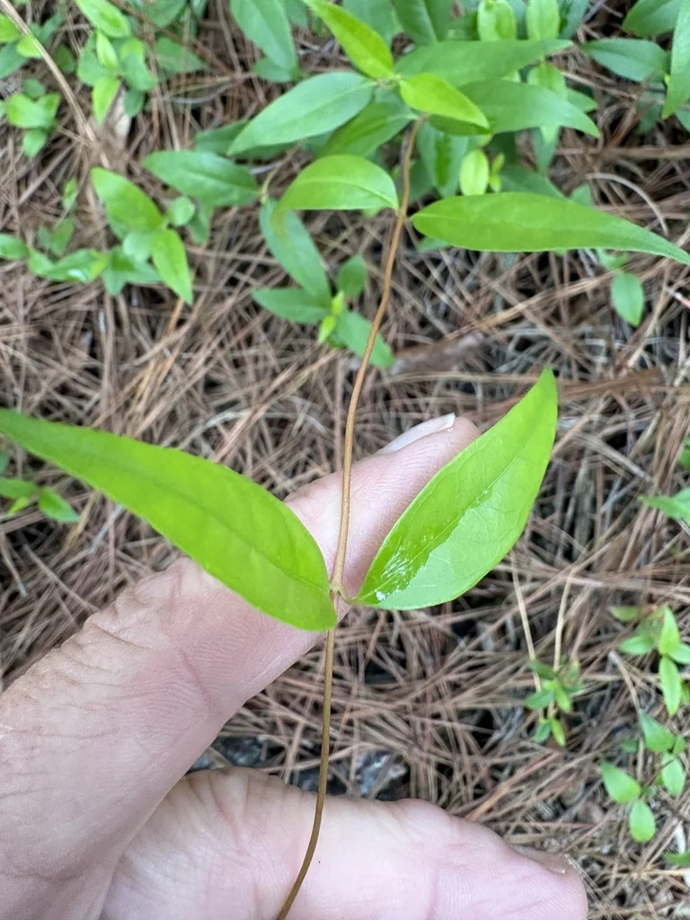 Gelsemium Sempervirens