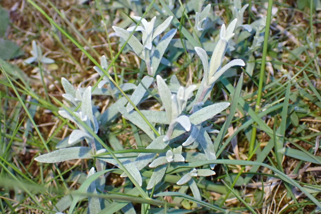 Cerastium tomentosum