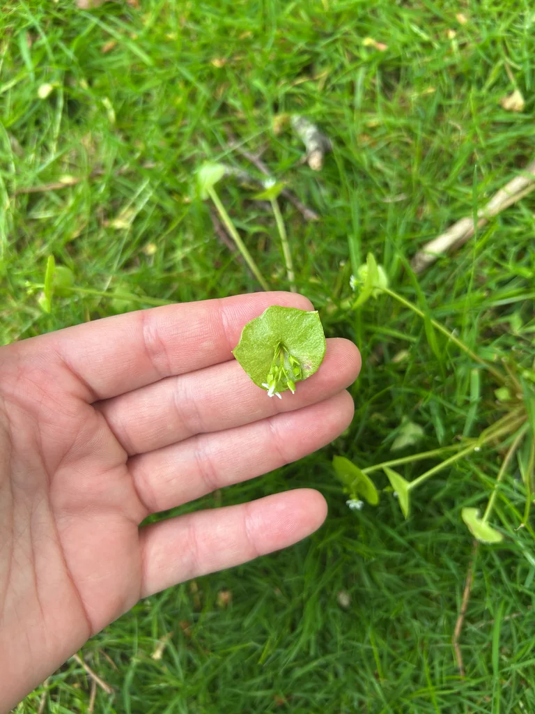 Claytonia Perfoliata