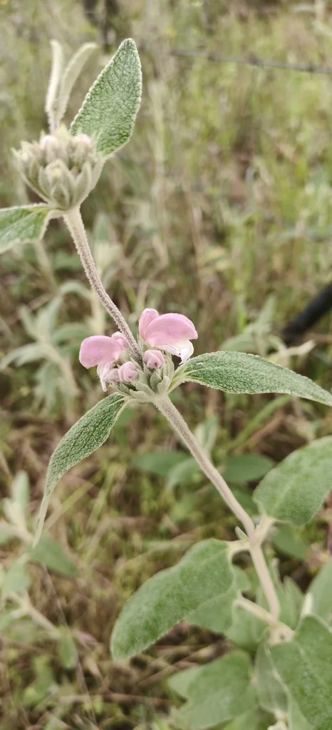Phlomis Purpurea