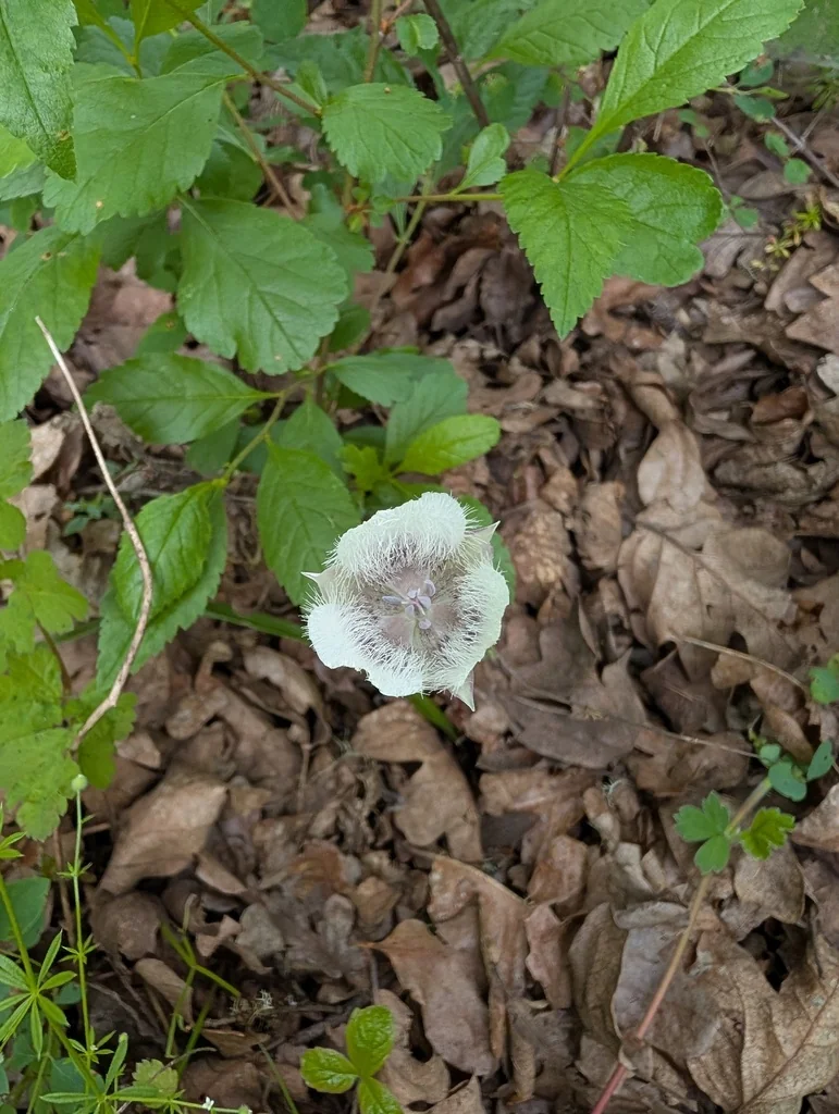 Calochortus Tolmiei