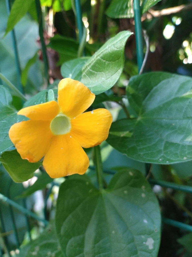 Thunbergia alata