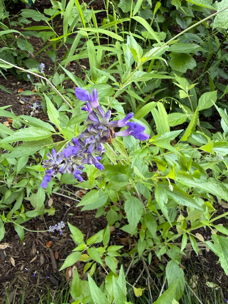Salvia farinacea