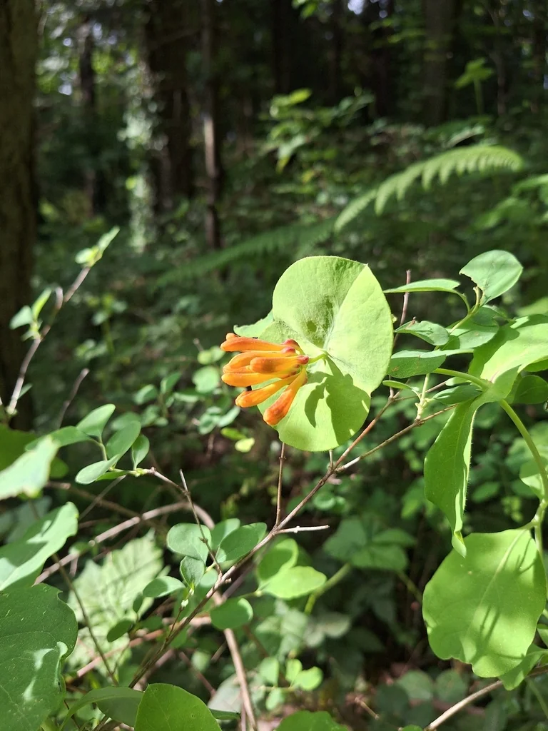 Lonicera Ciliosa