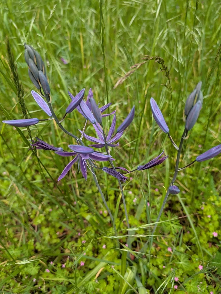 Camassia Leichtlinii