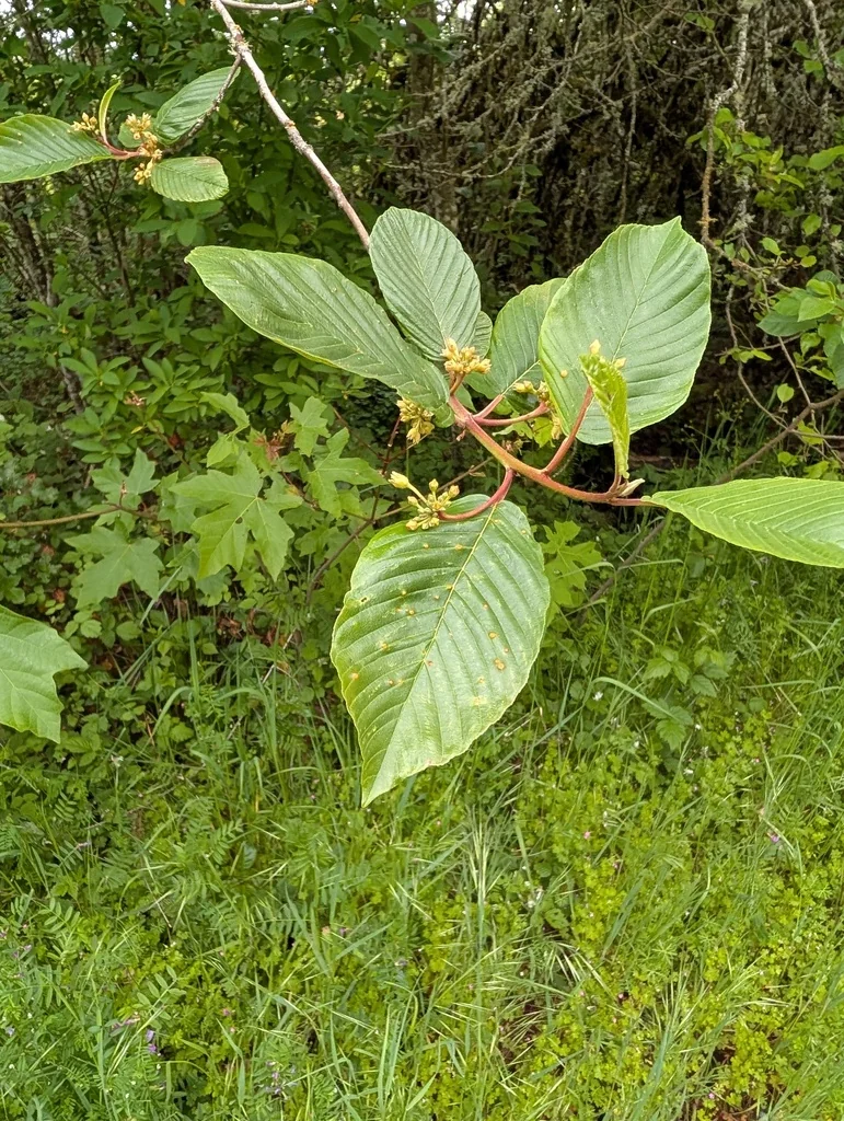 Frangula Purshiana