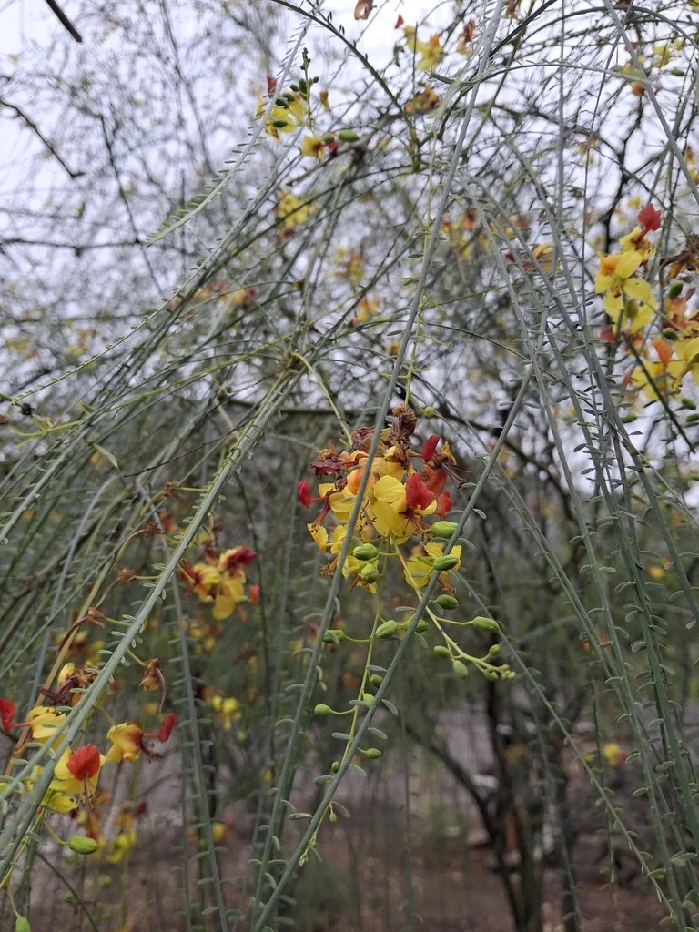 Parkinsonia Aculeata