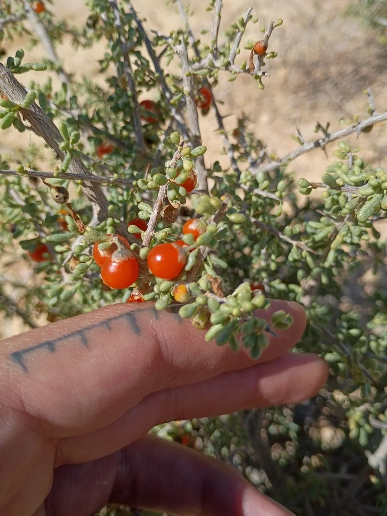 Lycium Andersonii