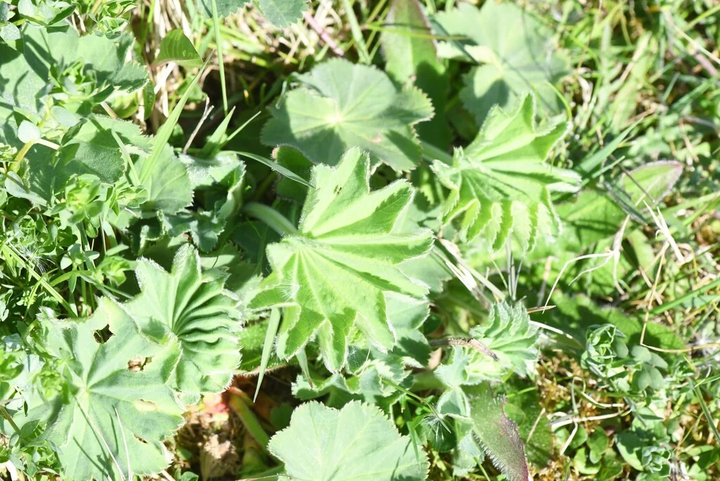 Alchemilla Mollis
