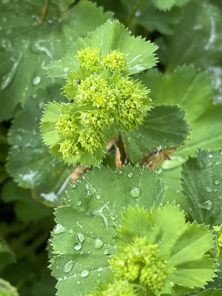 Alchemilla Mollis