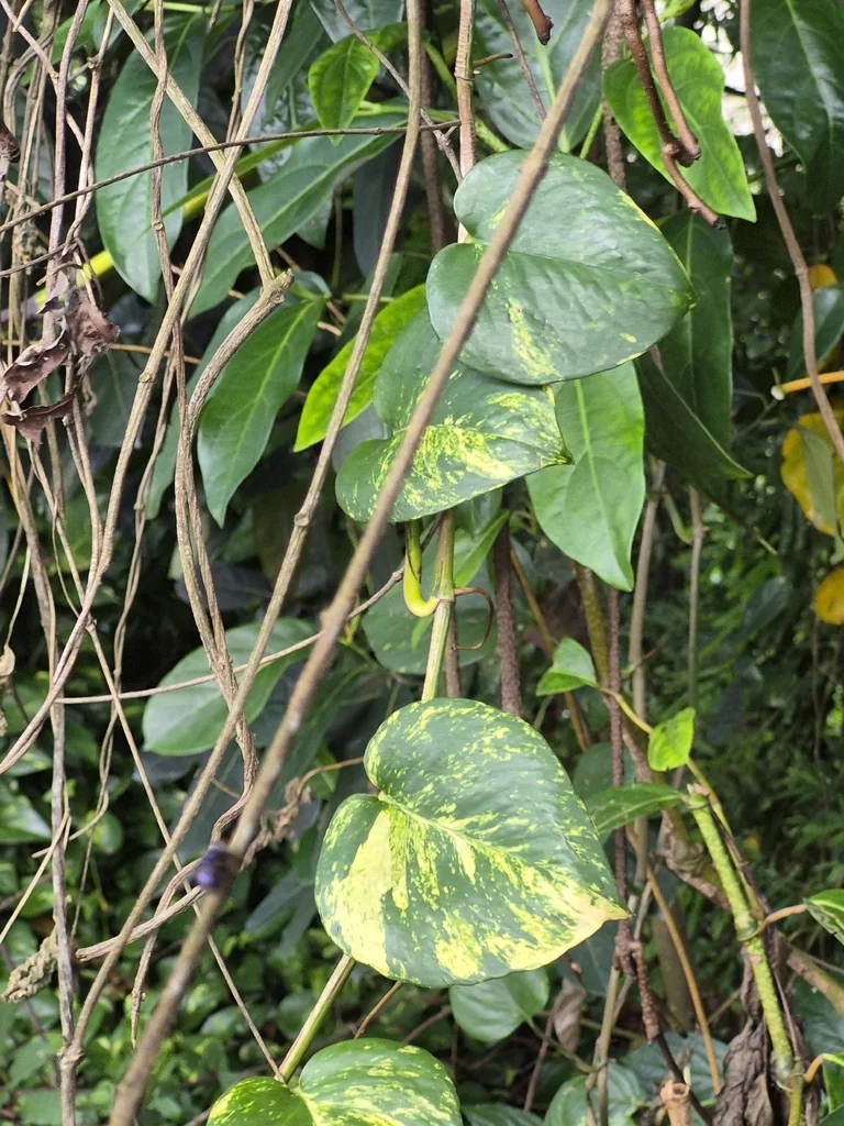 Epipremnum aureum