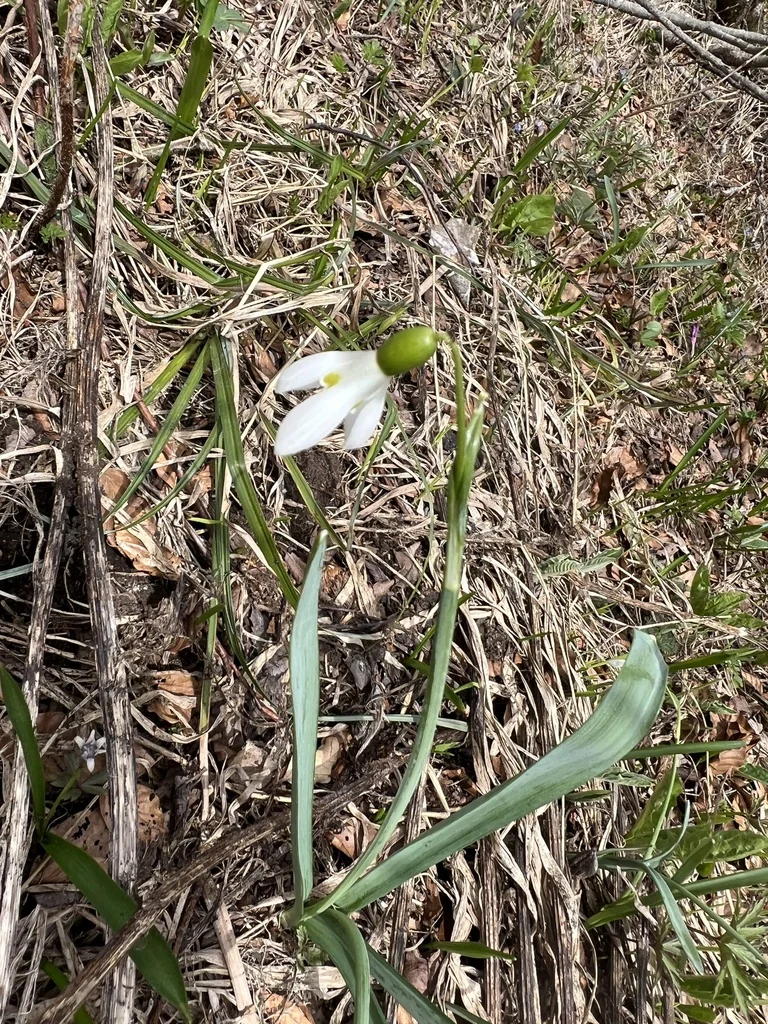 Galanthus Nivalis