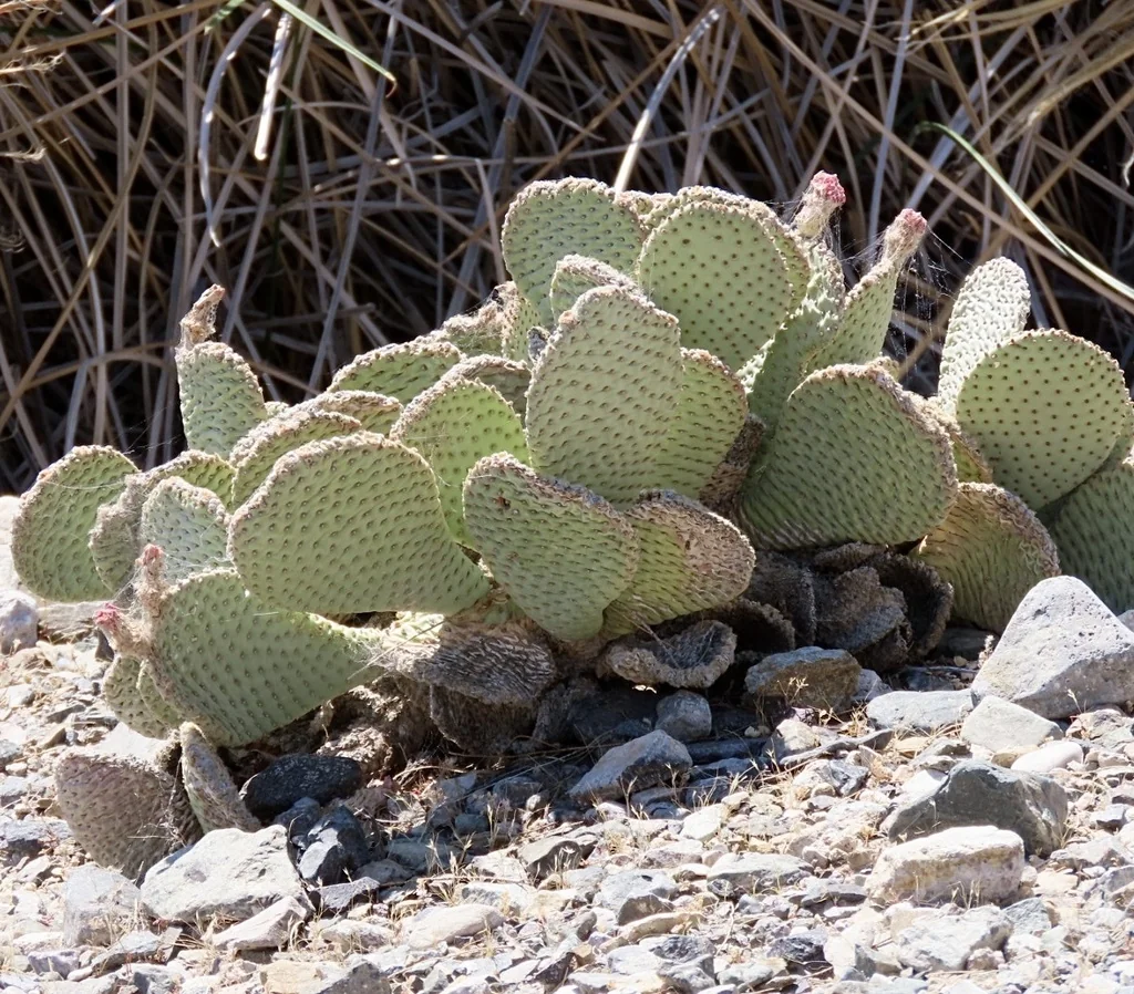 Opuntia Basilaris