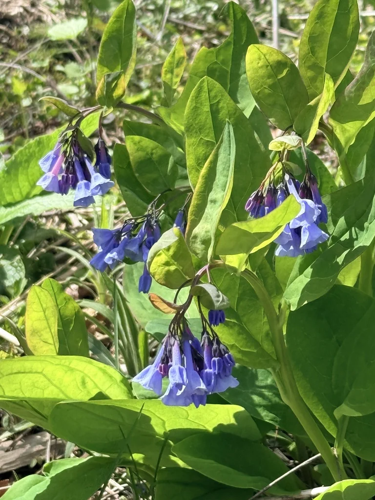Mertensia Virginica