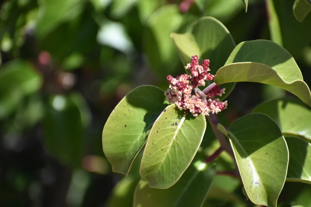 Rhus Ovata