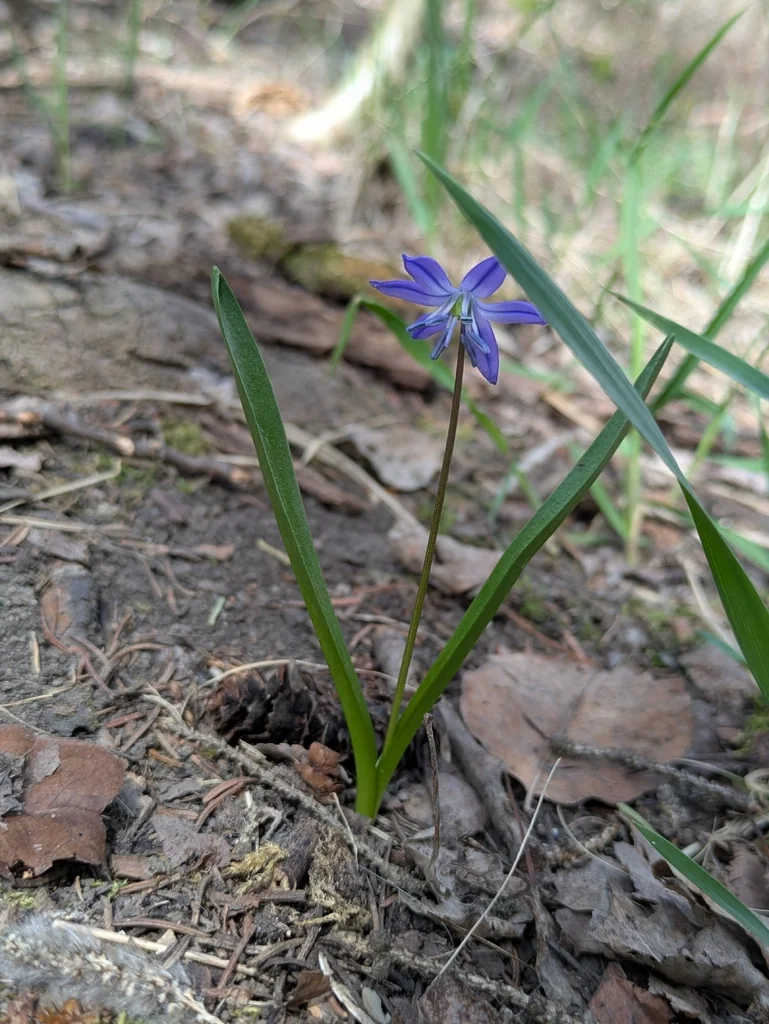 Scilla Siberica
