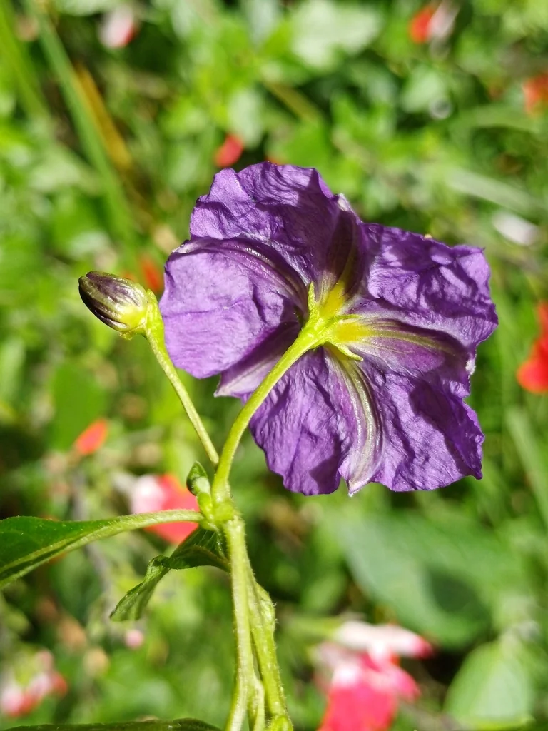 Lycianthes Rantonnetii
