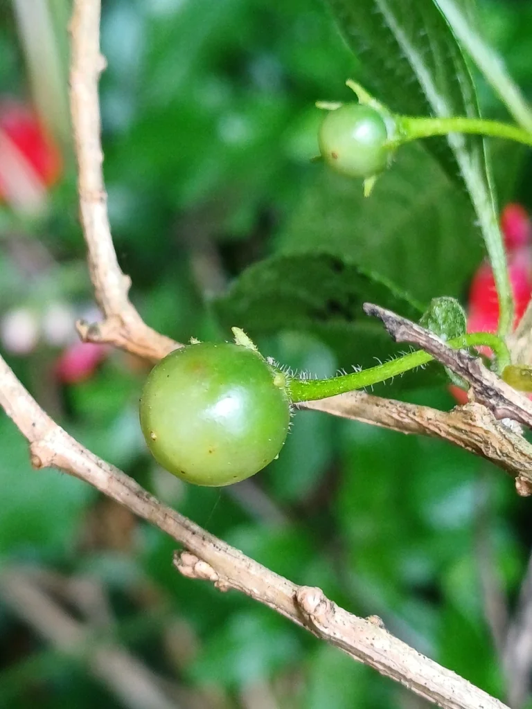 Lycianthes Rantonnetii
