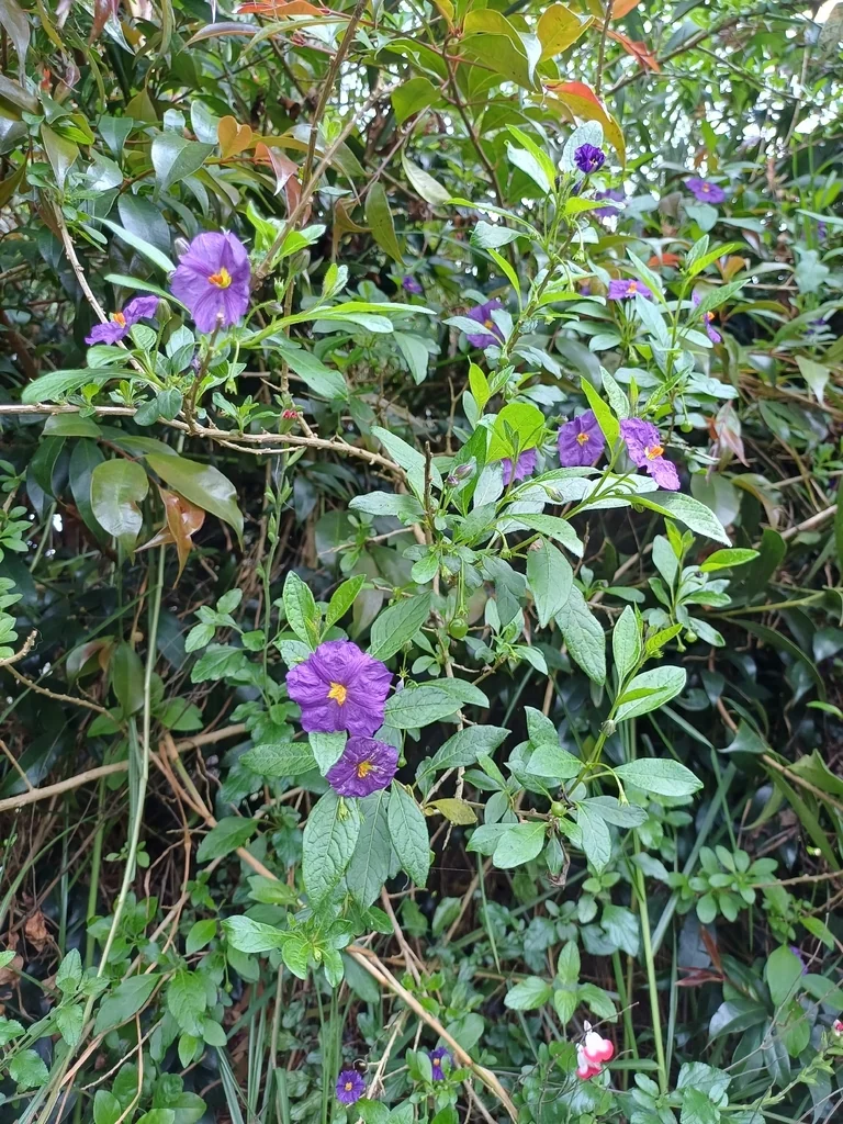 Lycianthes Rantonnetii