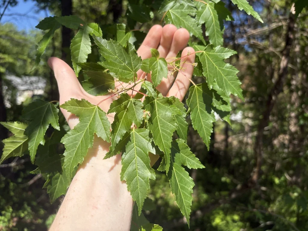 Acer Ginnala