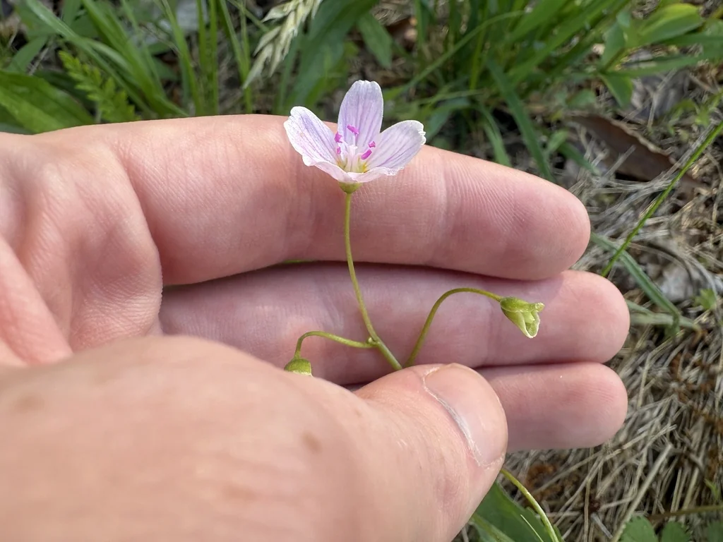 Claytonia Virginica