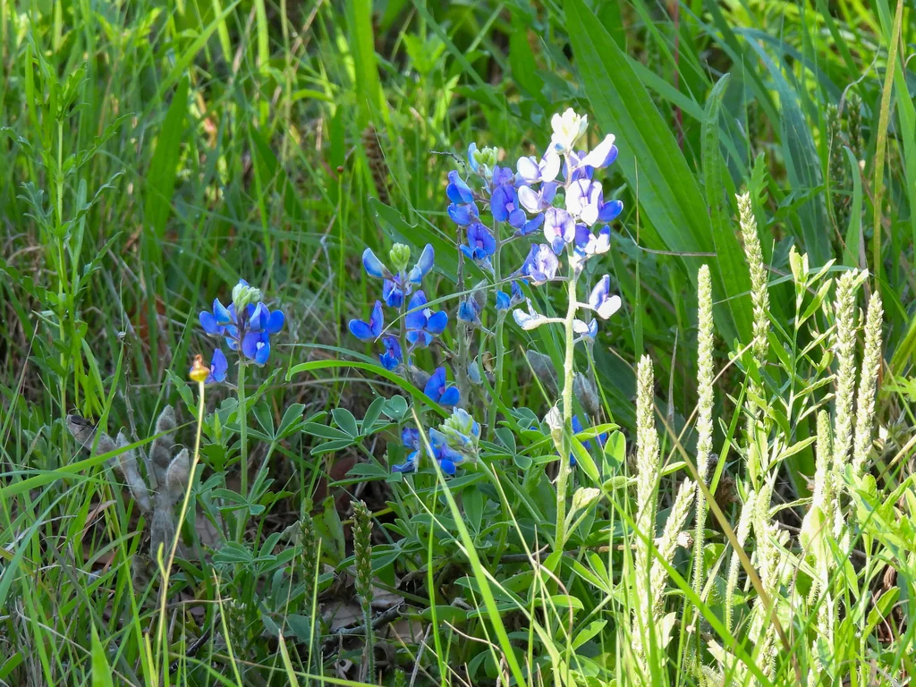 Lupinus Texensis