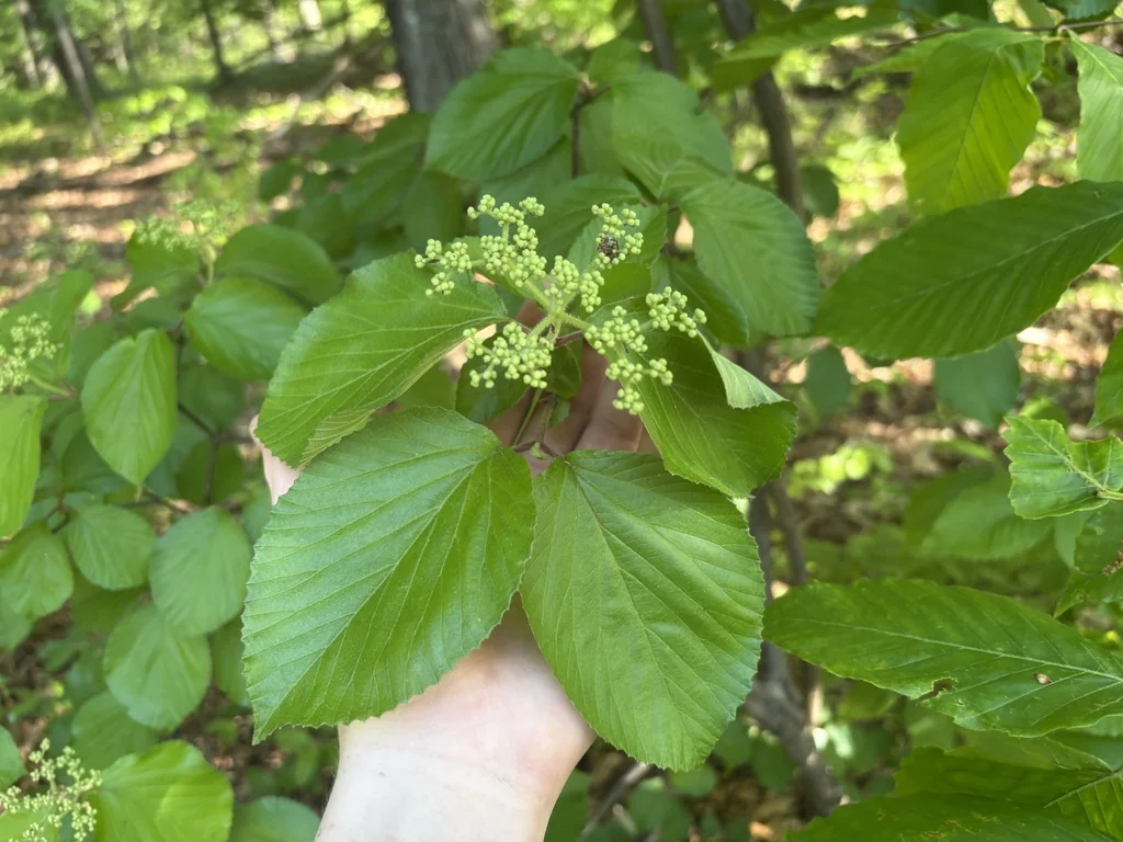 Viburnum dilatatum