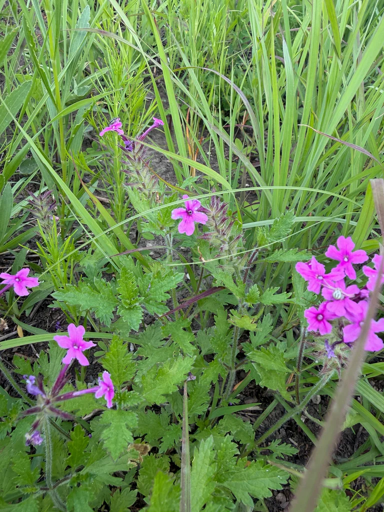 Verbena Canadensis