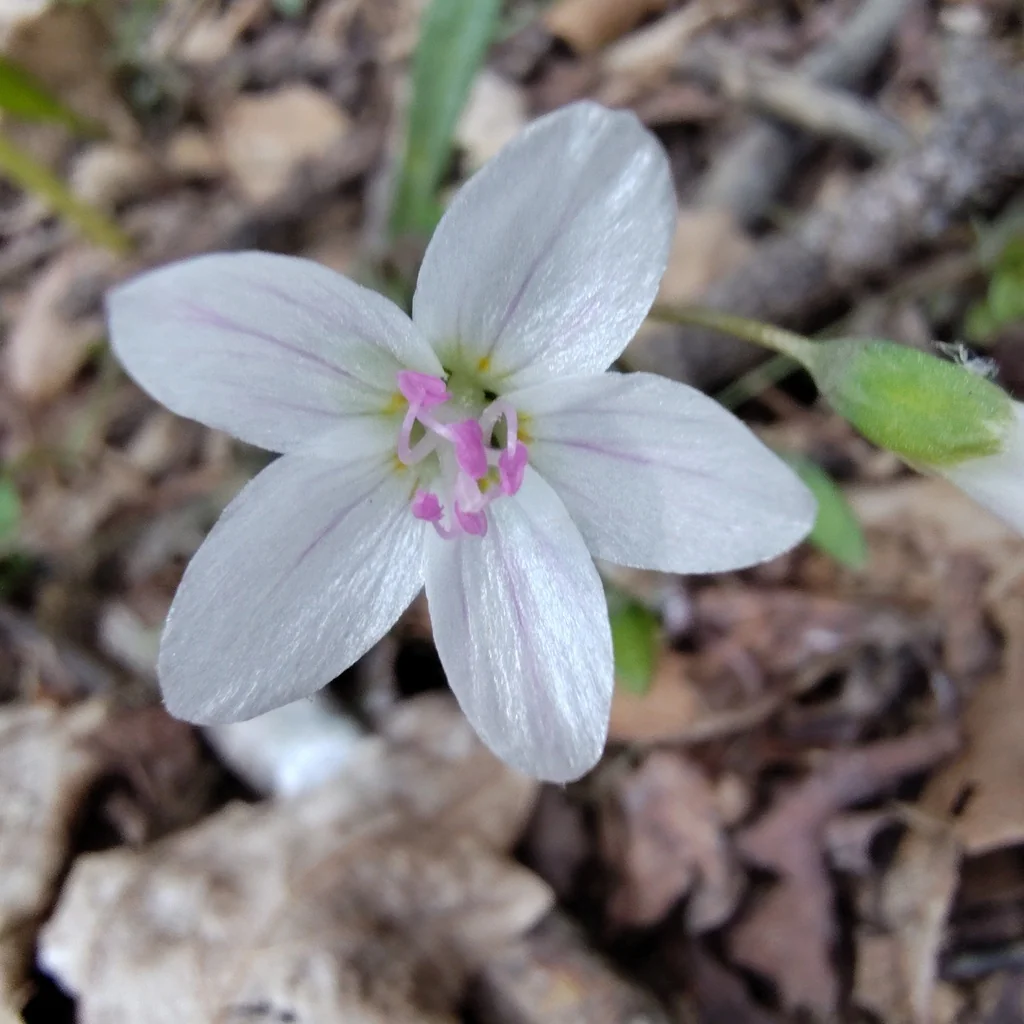 Claytonia Virginica