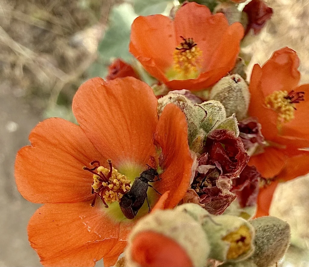 Sphaeralcea Ambigua