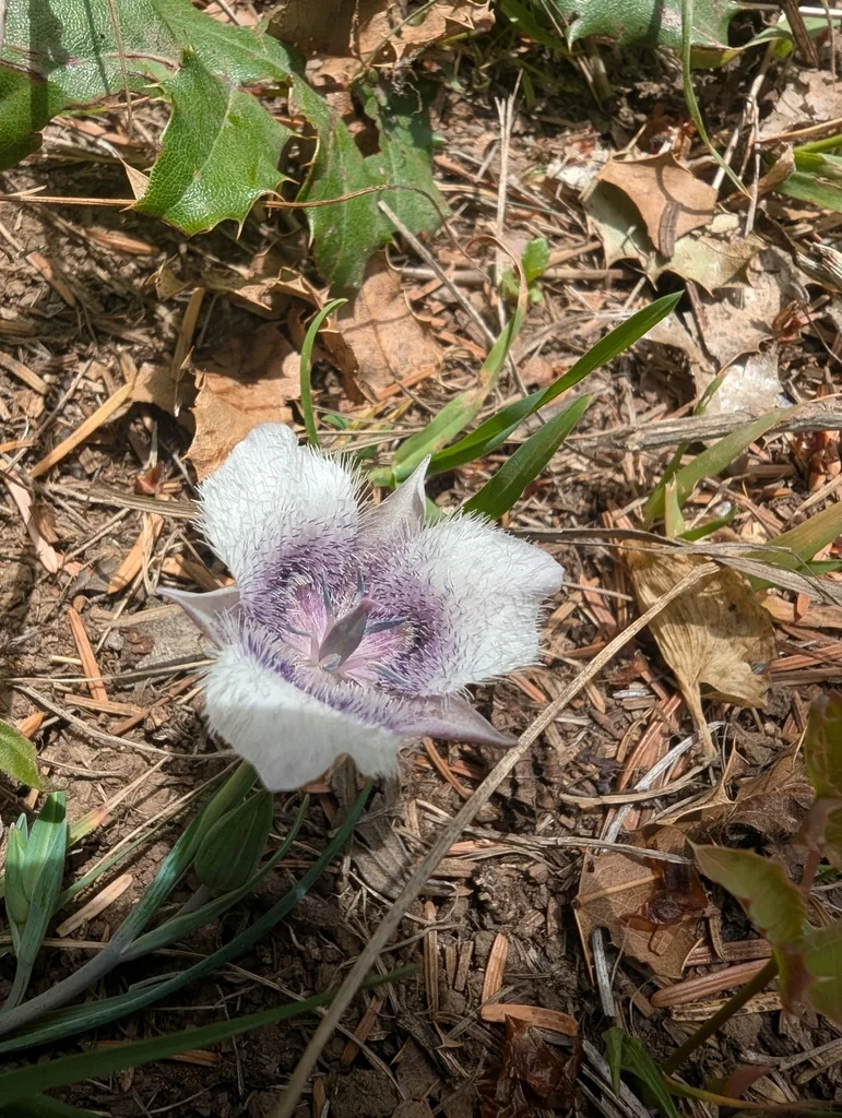 Calochortus Tolmiei