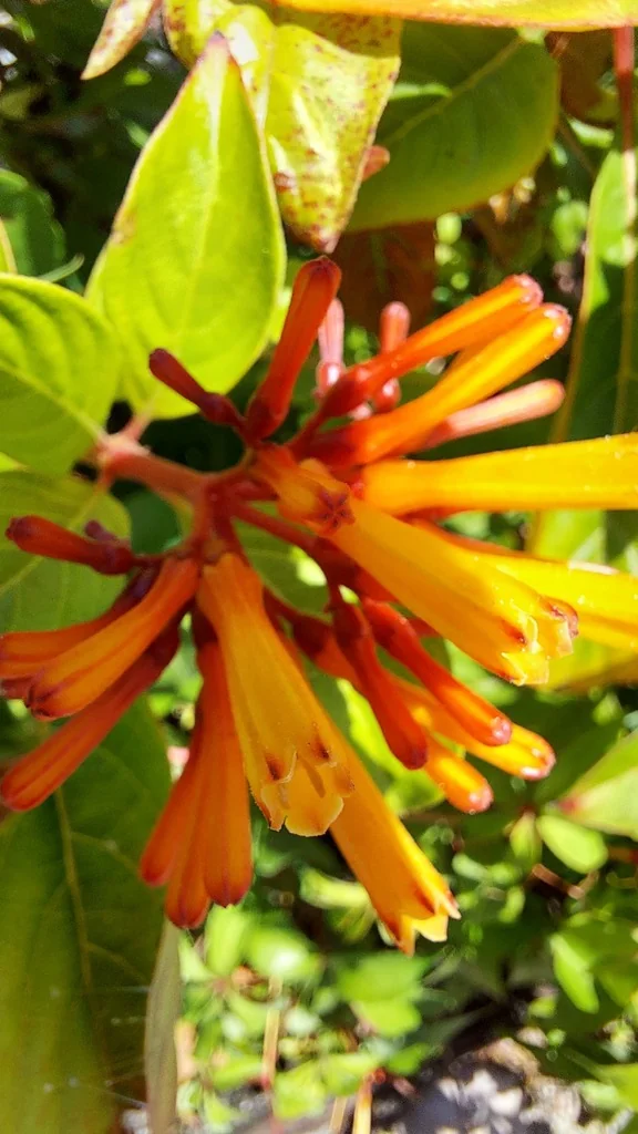Hamelia patens