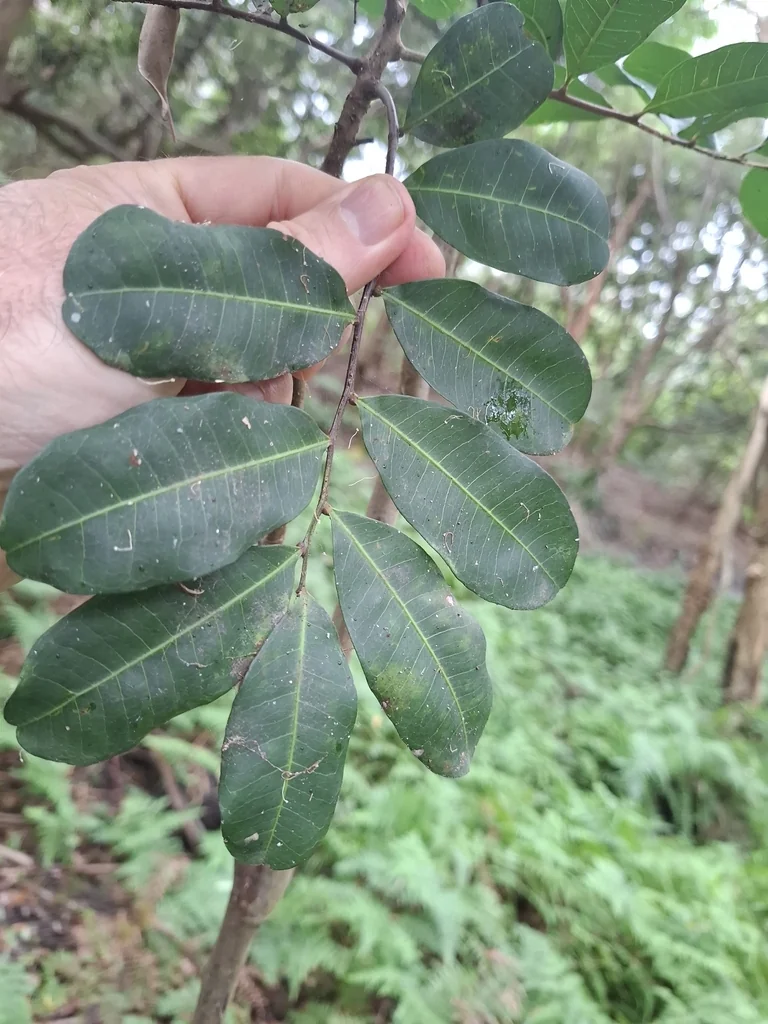 Cupaniopsis Anacardioides