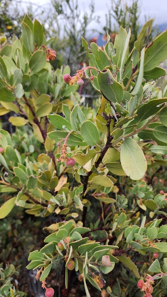 Arctostaphylos Glandulosa