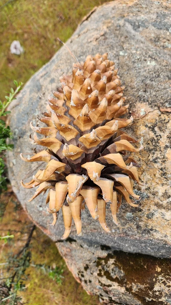 Pinus Coulteri