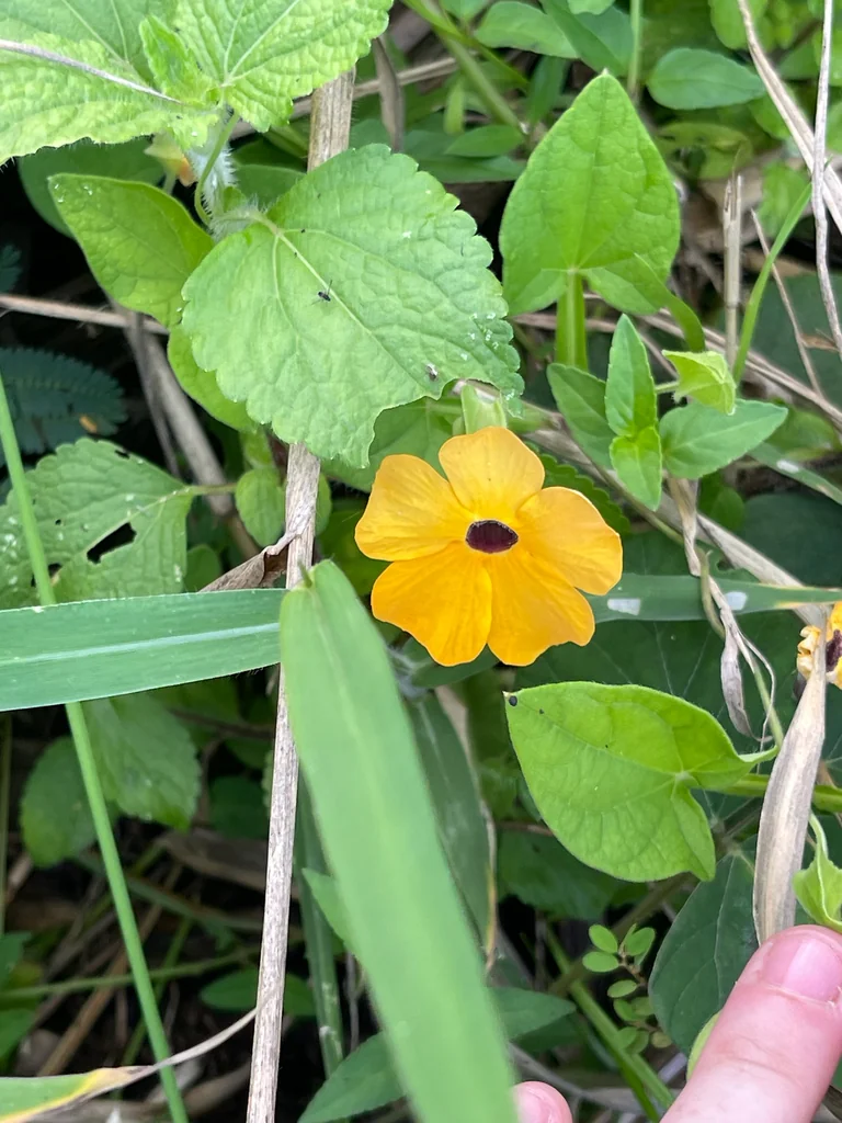 Thunbergia alata