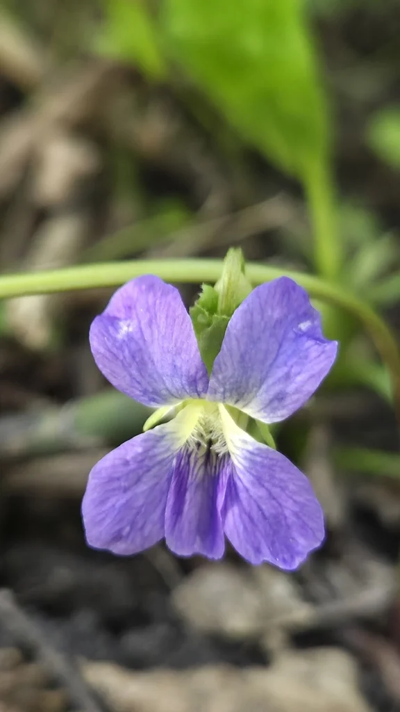 Viola Sororia